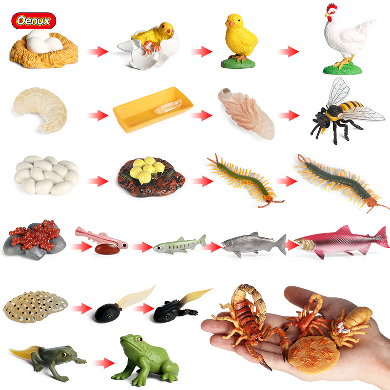 Baby Products Pictures - Oenux دورة نمو الحياة محاكاة الحشرات